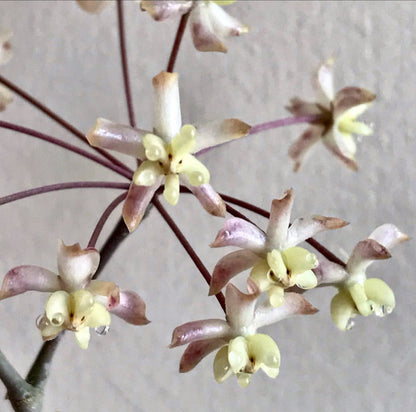 Hoya padangensis H175