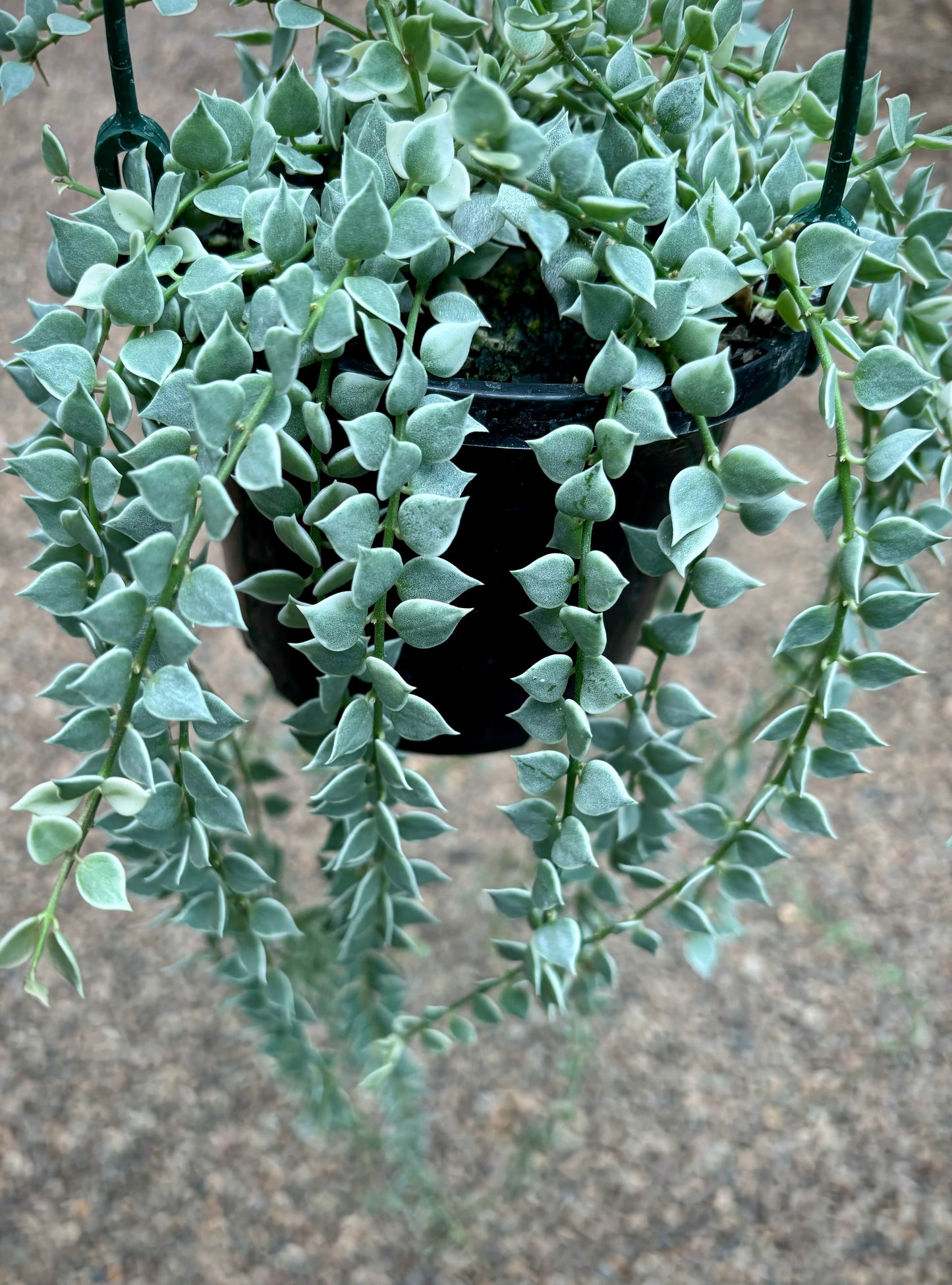 Dischidia ruscifolia (albomarginata) D36