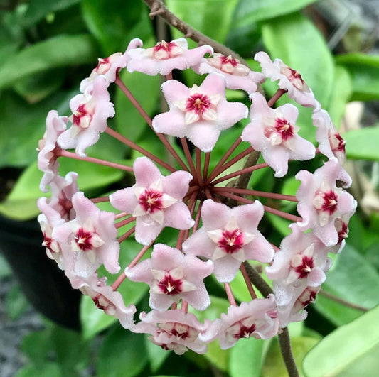 Hoya carnosa H8