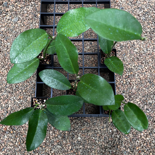 Wholesale: Hoya australis ssp. tenuipes H6
