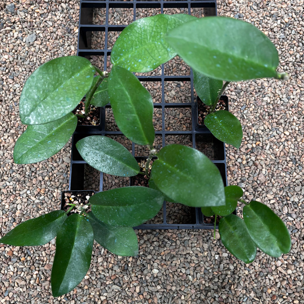 Wholesale: Hoya australis ssp. tenuipes H6