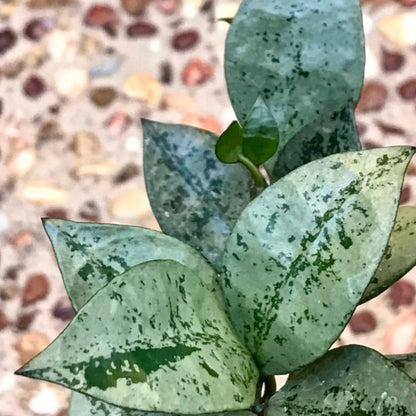 Hoya krohniana 'Eskimo' H370