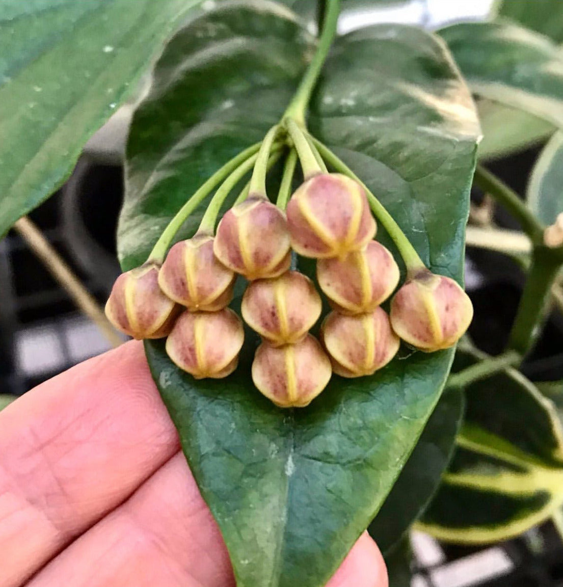 Hoya lasiantha IML 1766 H320
