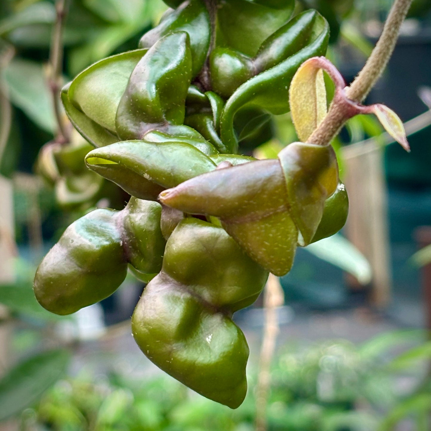 Hoya compacta Dwarf Rope H204