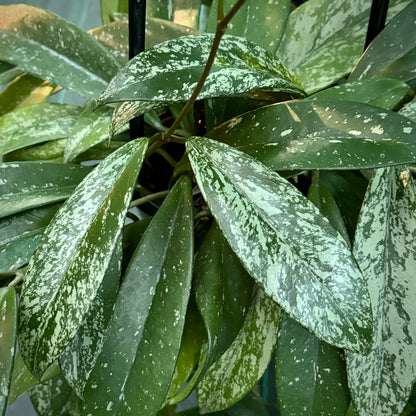 Hoya pubicalyx (splash) H267