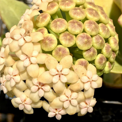 Hoya pachyclada IML 0523 H25