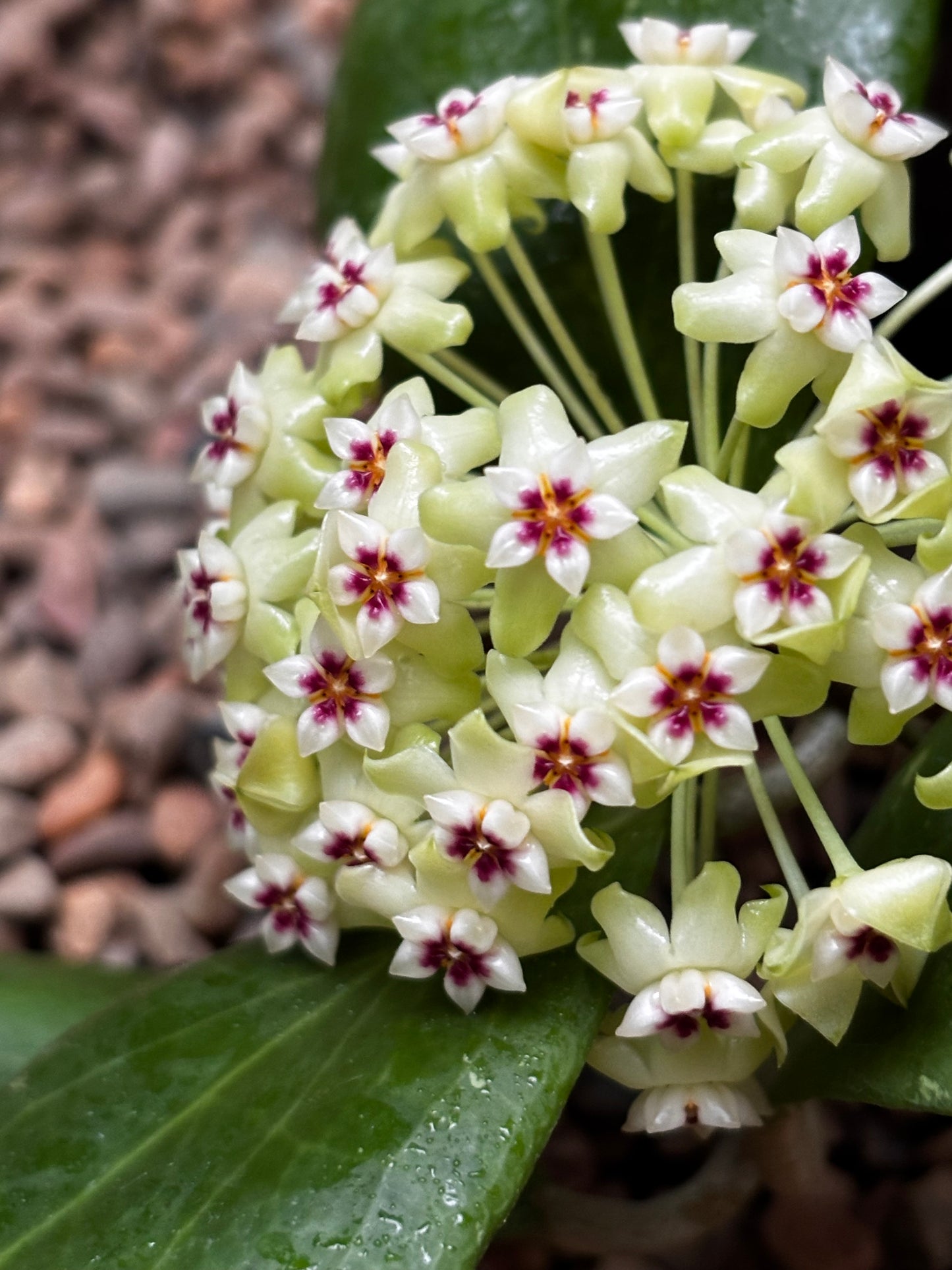 Hoya dolichosparte IML 1377 H99