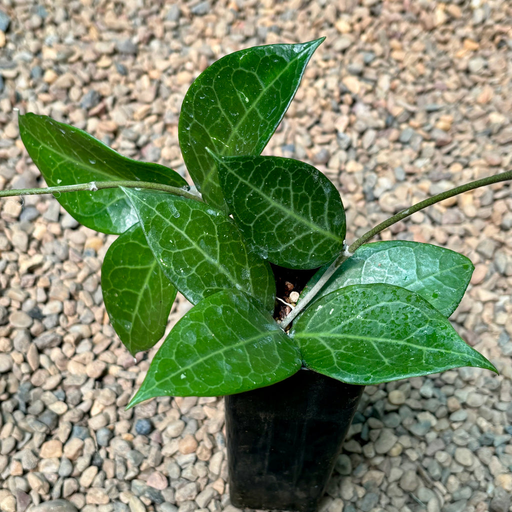 Hoya sp. Sumbawa H458