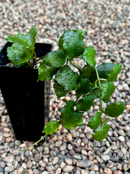 Hoya endauensis IML 1620 H57