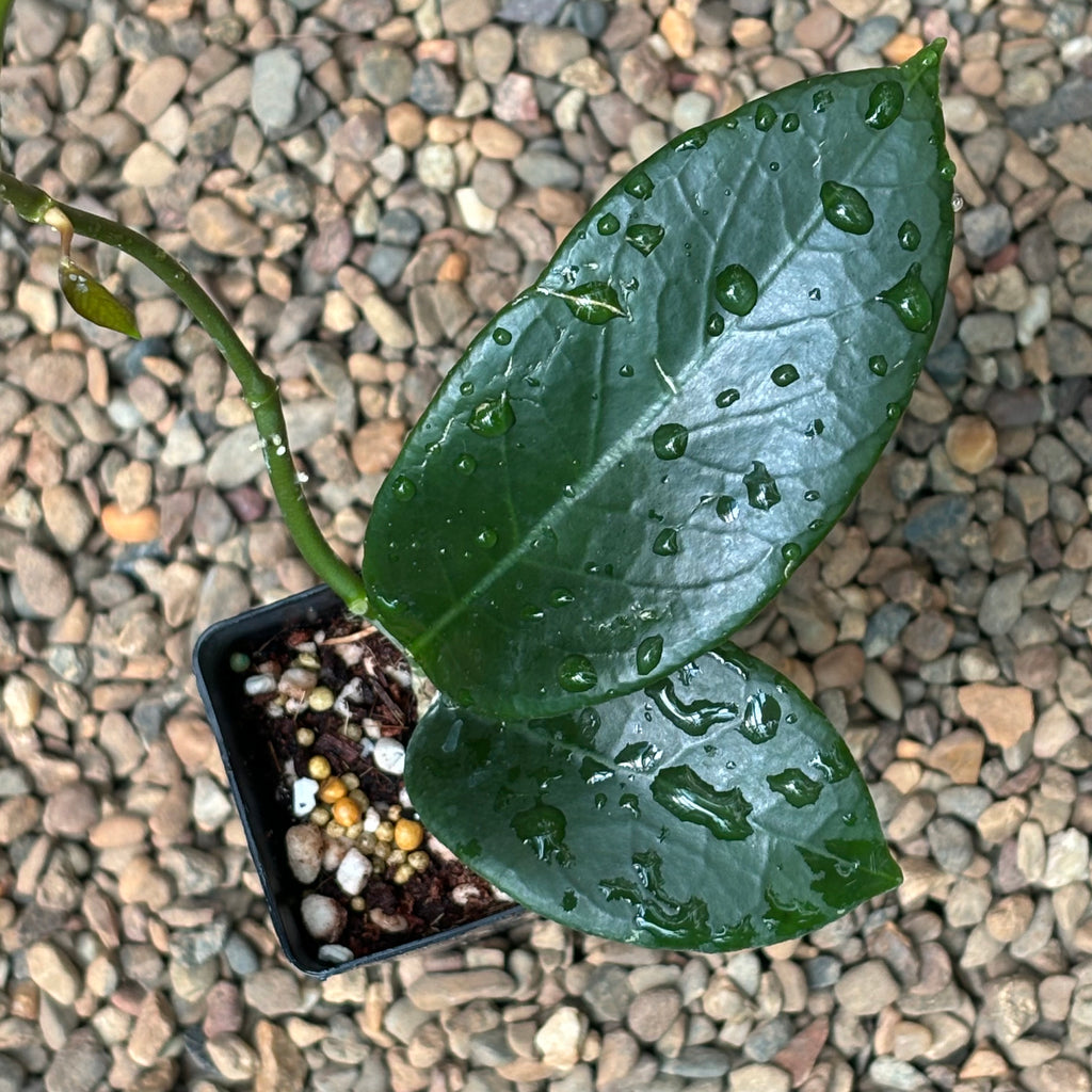 Hoya sp. Timor Leste H462