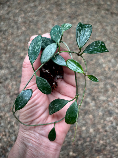 Hoya lima (splash long leaf) H417