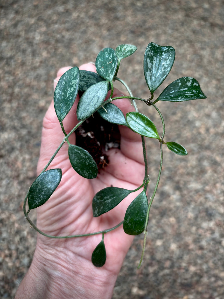 Hoya lima (splash long leaf) H417