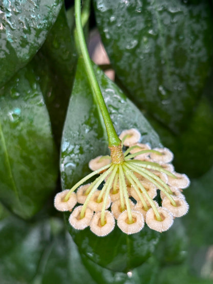 Hoya aff. lacunosa 'giant' IML 1813 H62