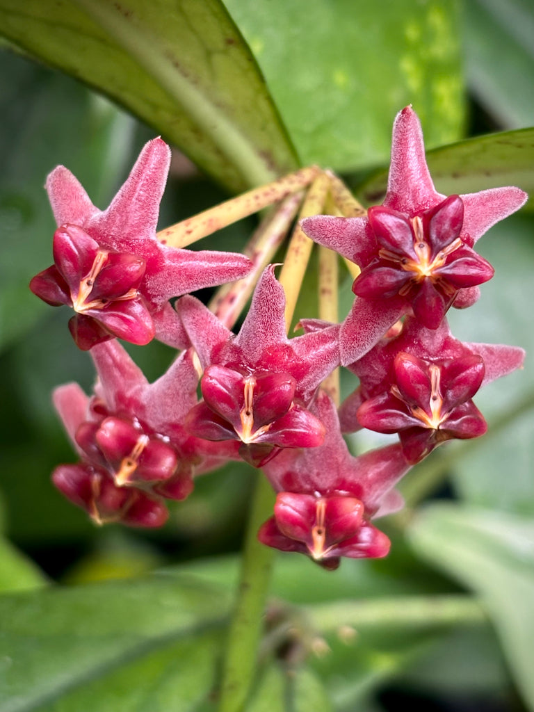 Hoya lobbii 'red' IML 1161 H244