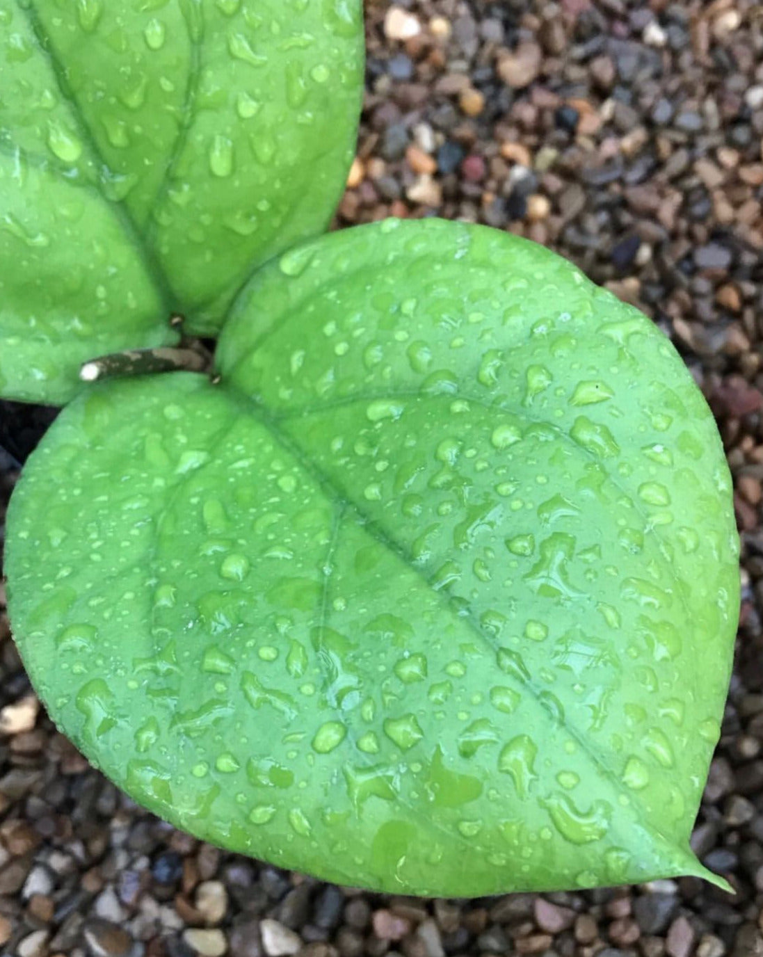 Hoya lambii H144