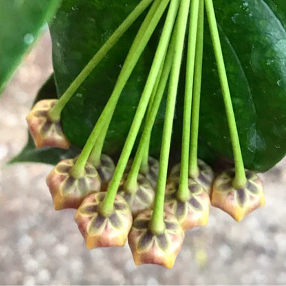 Hoya lasiantha IML 1766 H320