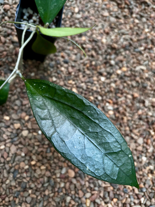 Hoya 'Tequila Sunrise' H449