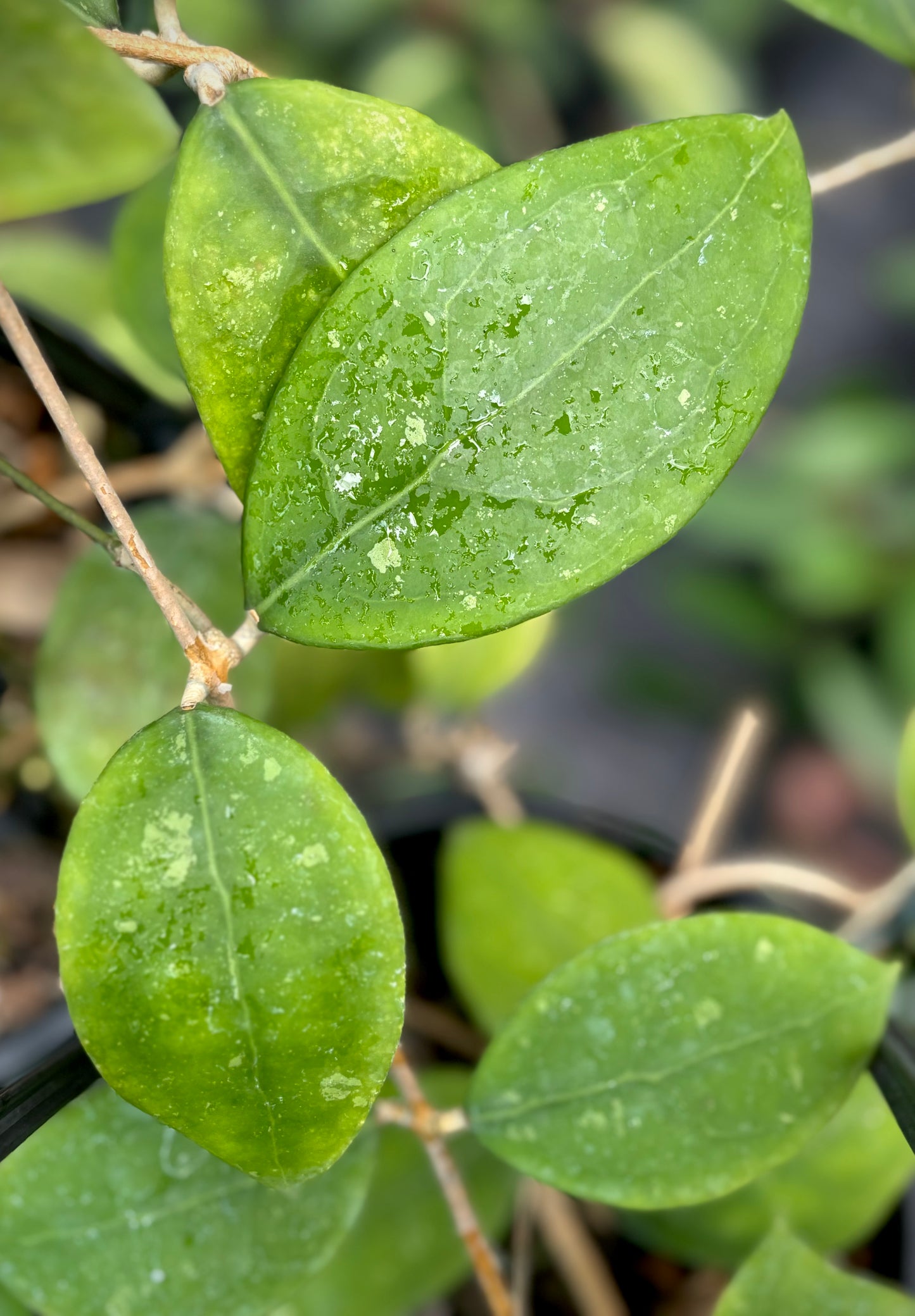 Hoya erythrostemma H173
