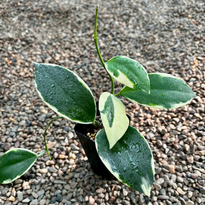 Hoya sp. Para (albomarginata) H467