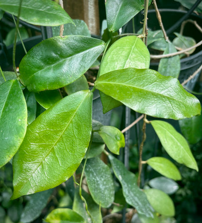 Hoya dischorensis IML 0112 H98