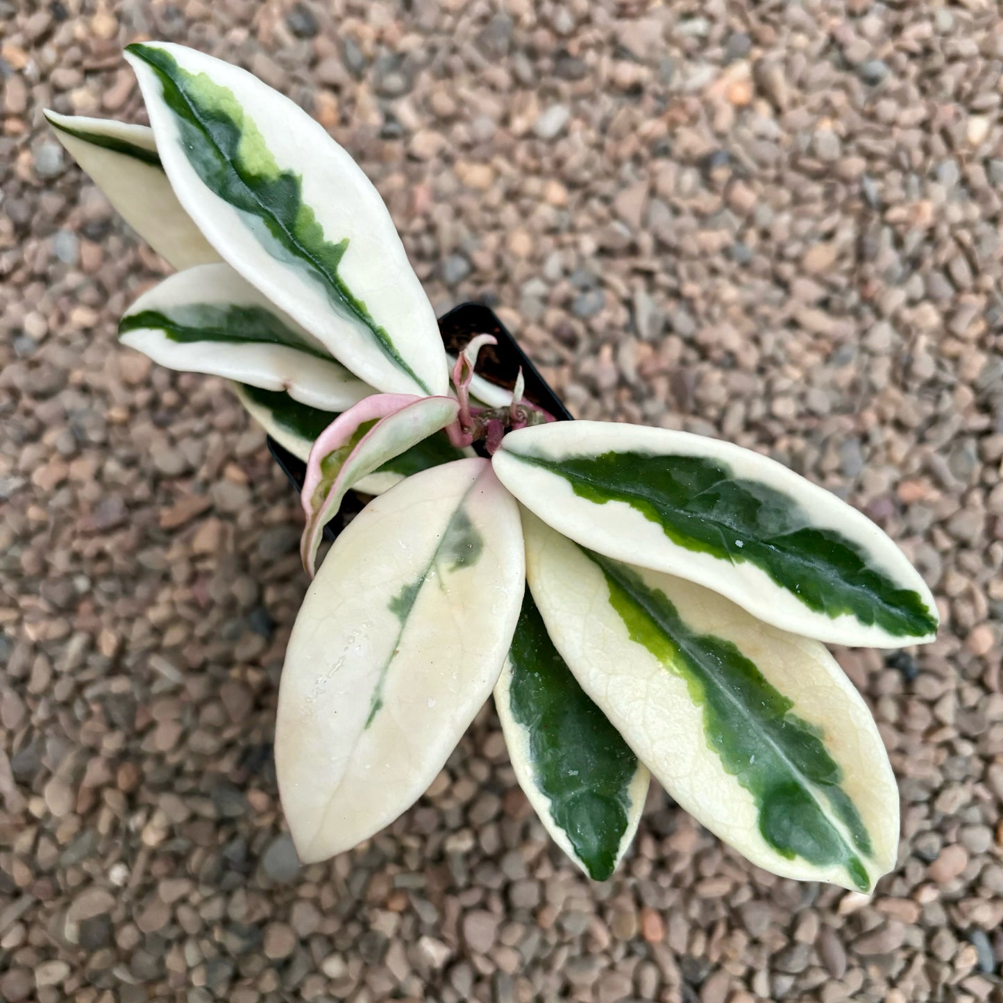 Hoya carnosa 'Suzie Q' H287