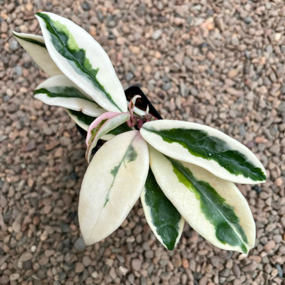 Hoya carnosa 'Suzie Q' H287