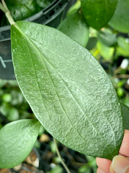 Hoya nicholsoniae McIlwraith Ra. IML 0022 H73