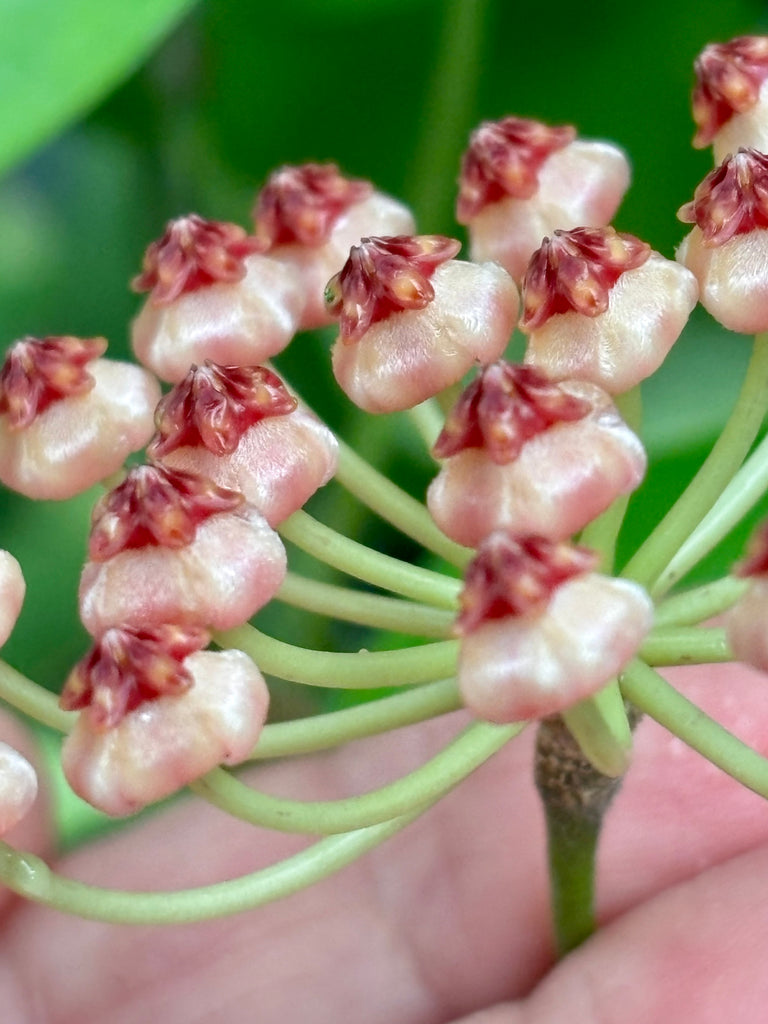 Hoya litoralis H31