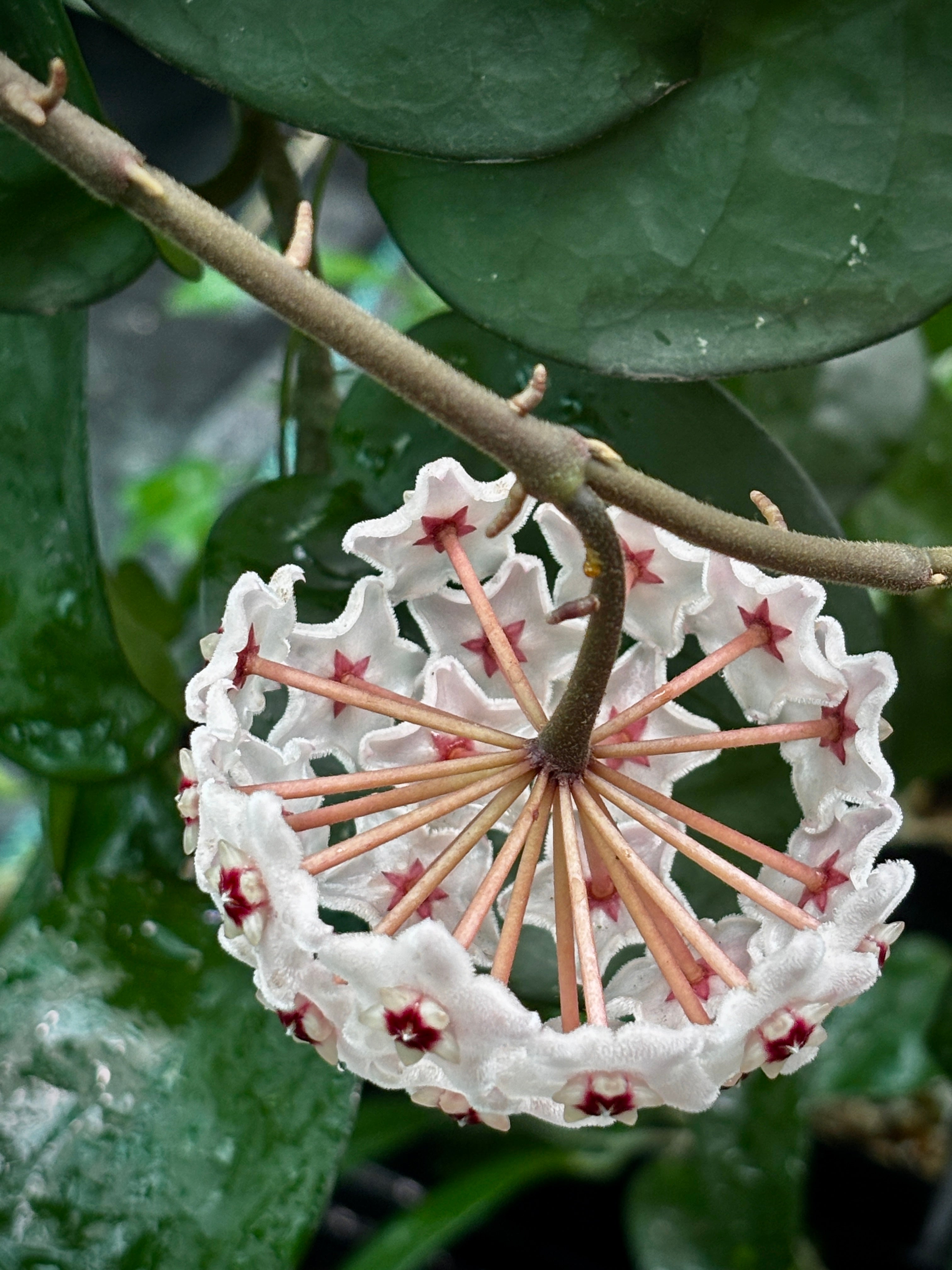 Hoya carnosa Krinkle (giant) H305 – Hoya Store Australia