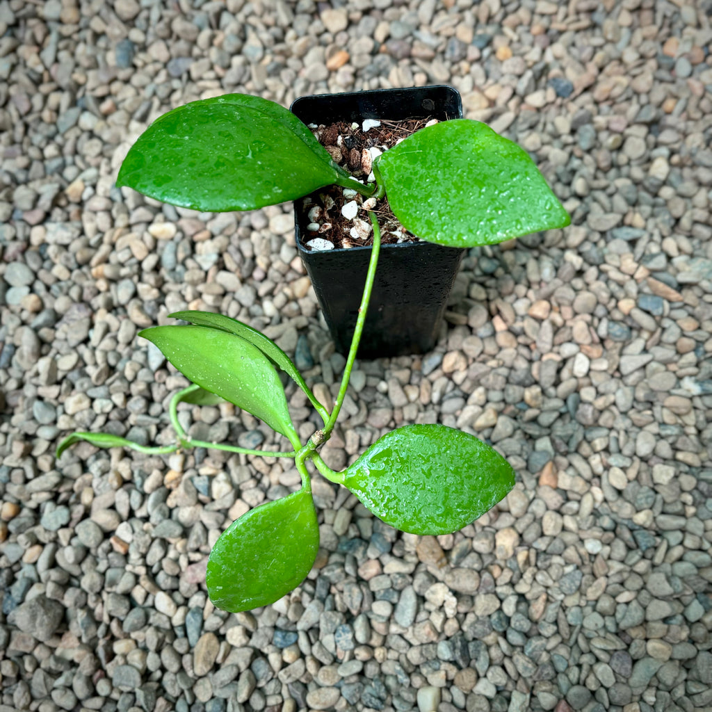 Hoya vanuatuensis H5