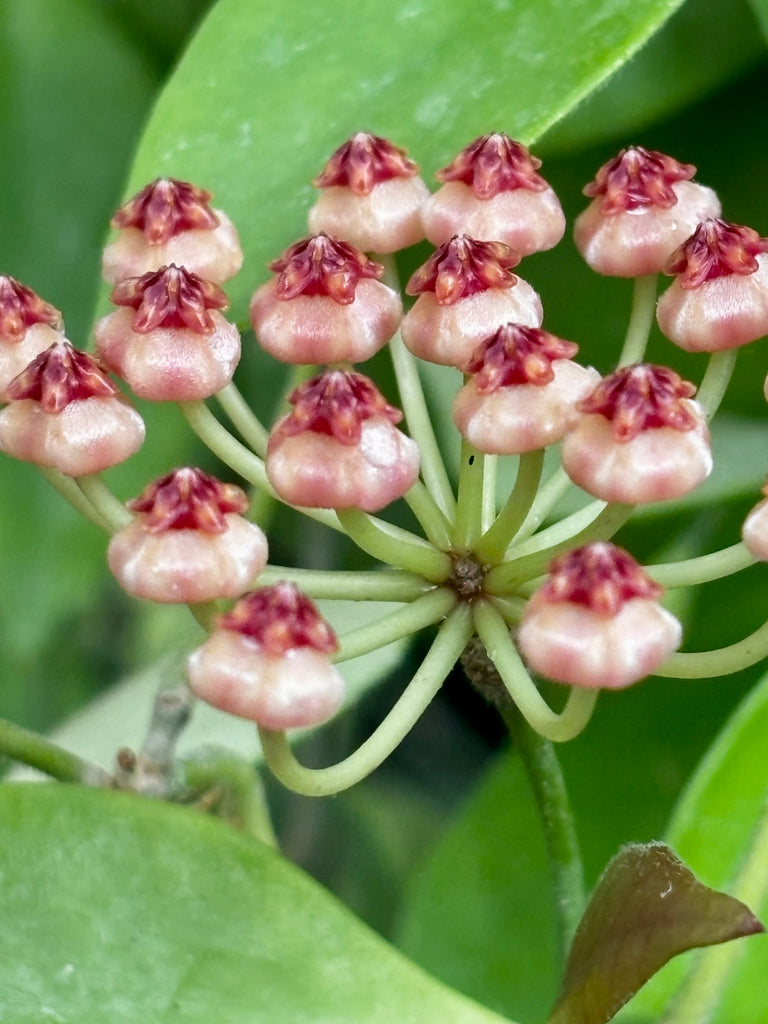 Hoya litoralis H31