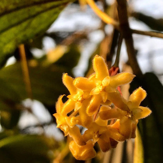 Hoya erythrina H24
