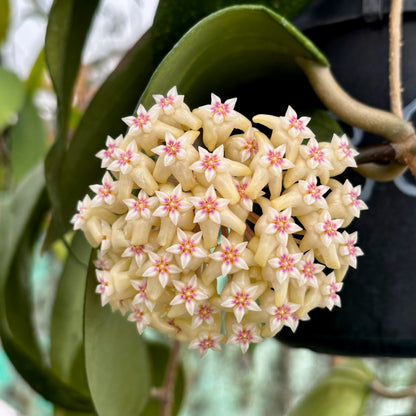Hoya rigida IML 1424 H80