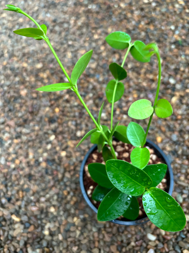Hoya cumingiana H29
