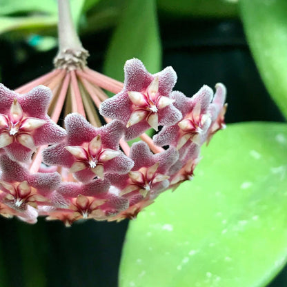 Hoya pubicalyx 'Pink-Silver' IML 0183 H76