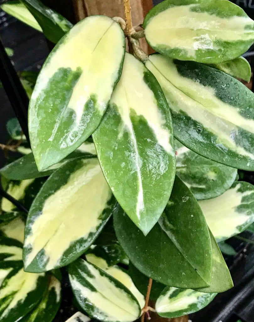 Hoya verticillata variegata IML 1578 H92