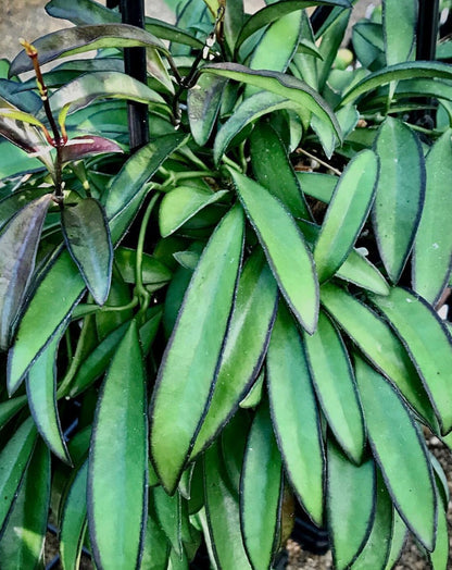 Hoya wayetii IML 1540 H89
