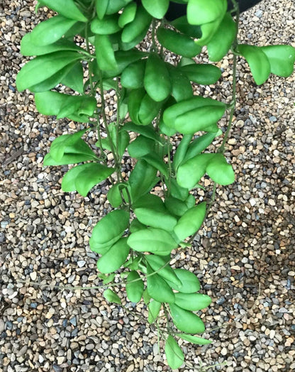 Hoya andalensis IML 1836 H93