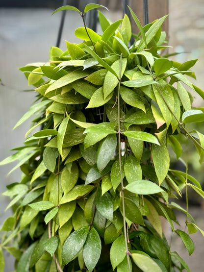 Hoya inconspicua H184
