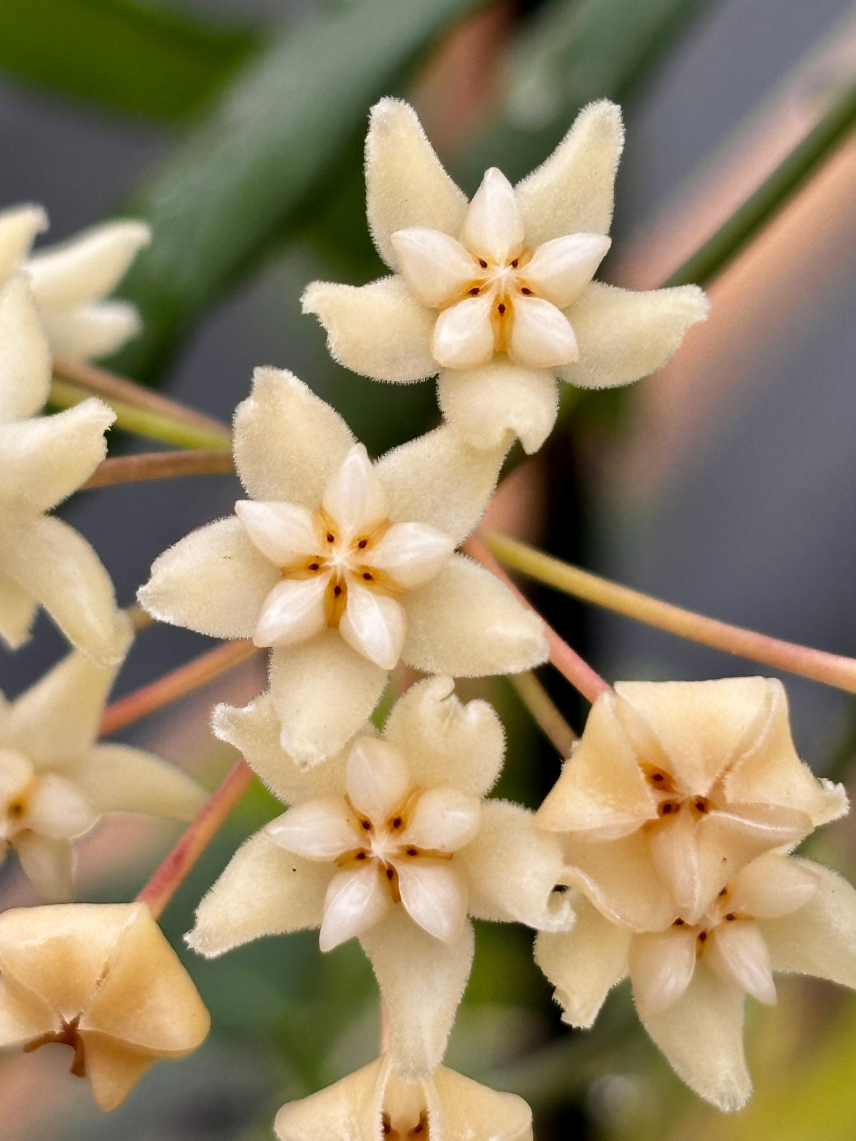 Hoya cagayanensis IML 1600 H279