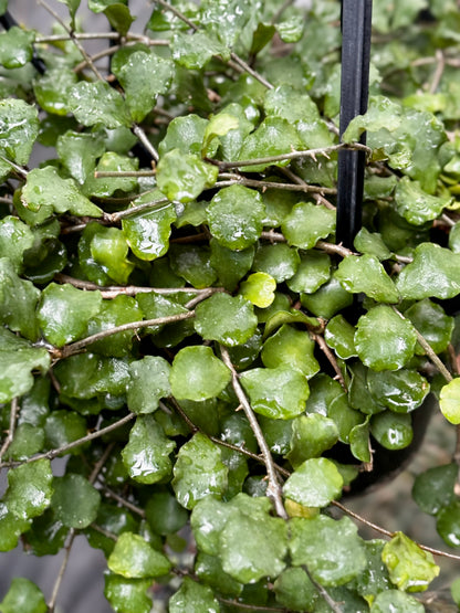 Hoya kanyakumariana IML 1580 H238