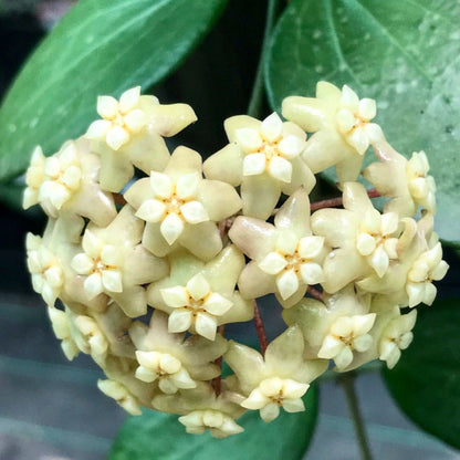 Hoya nicholsoniae Cooper's Ck. IML 0353 H255