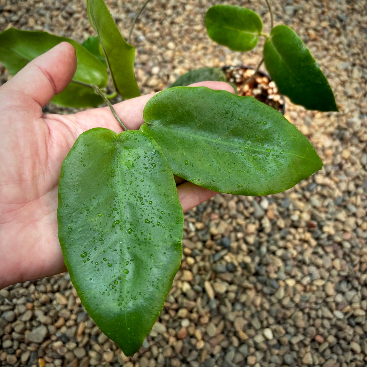 Hoya inflata H442