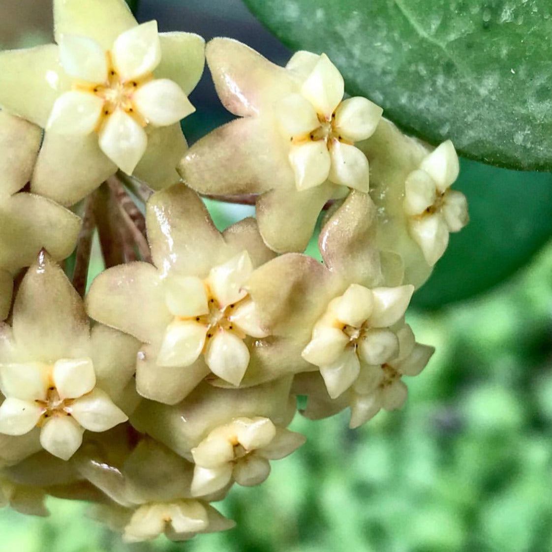 Hoya nicholsoniae Cooper's Ck. IML 0353 H255