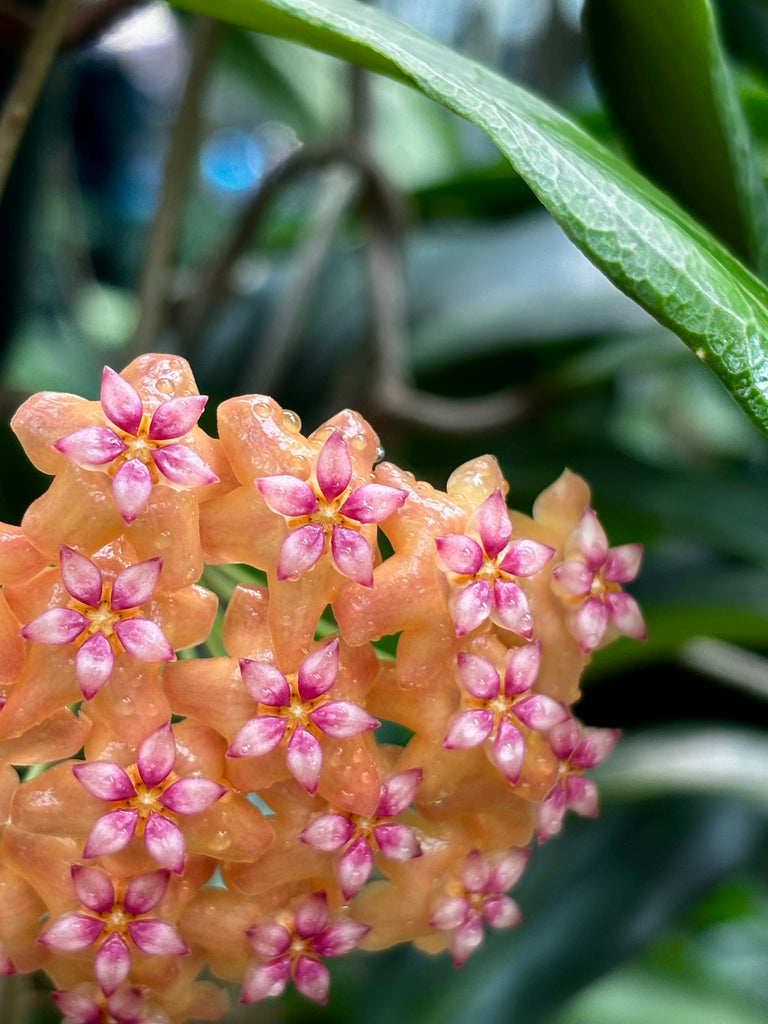 Hoya palawanica IML 1605 H254