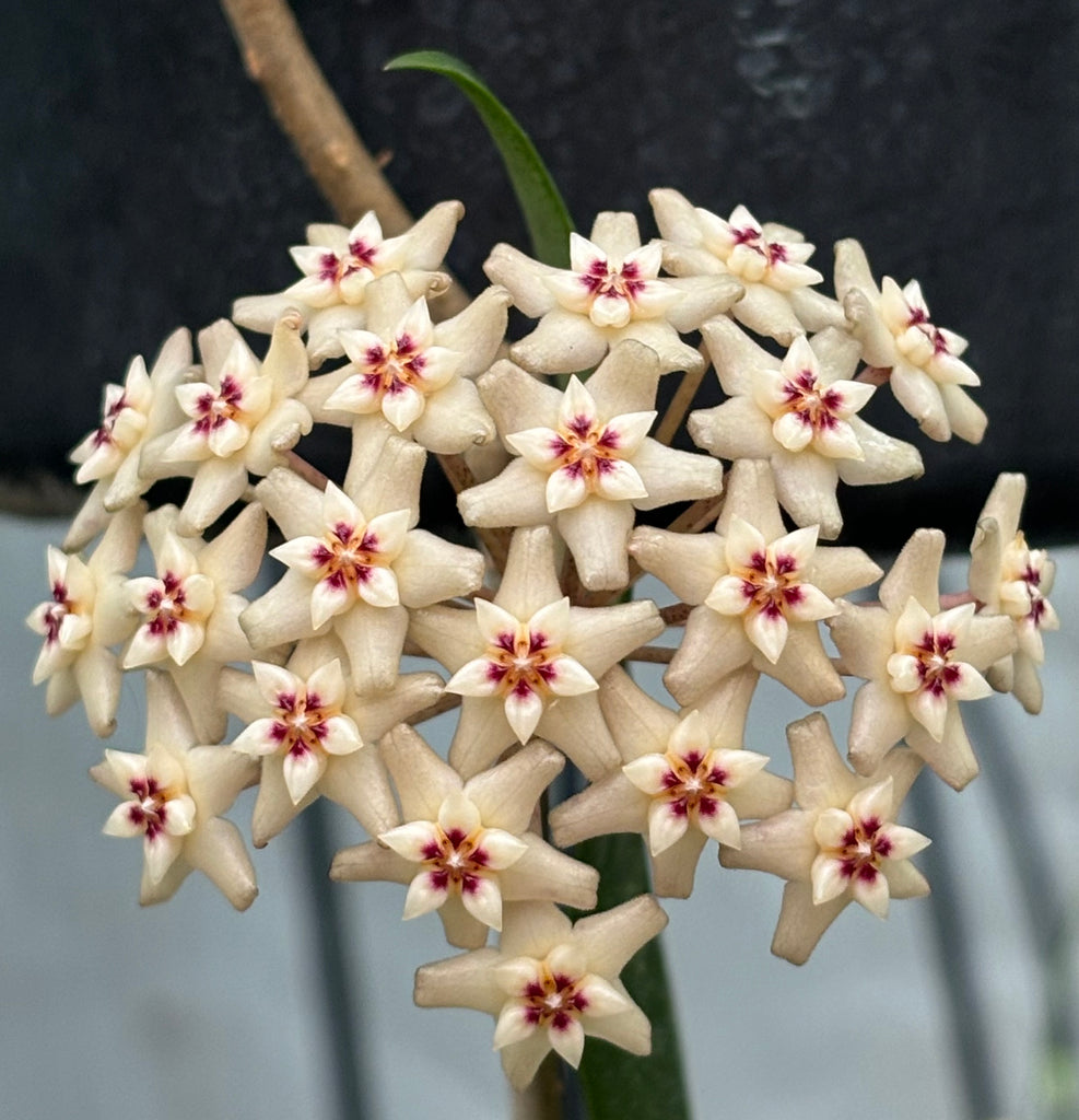 Hoya verticillata pink H188