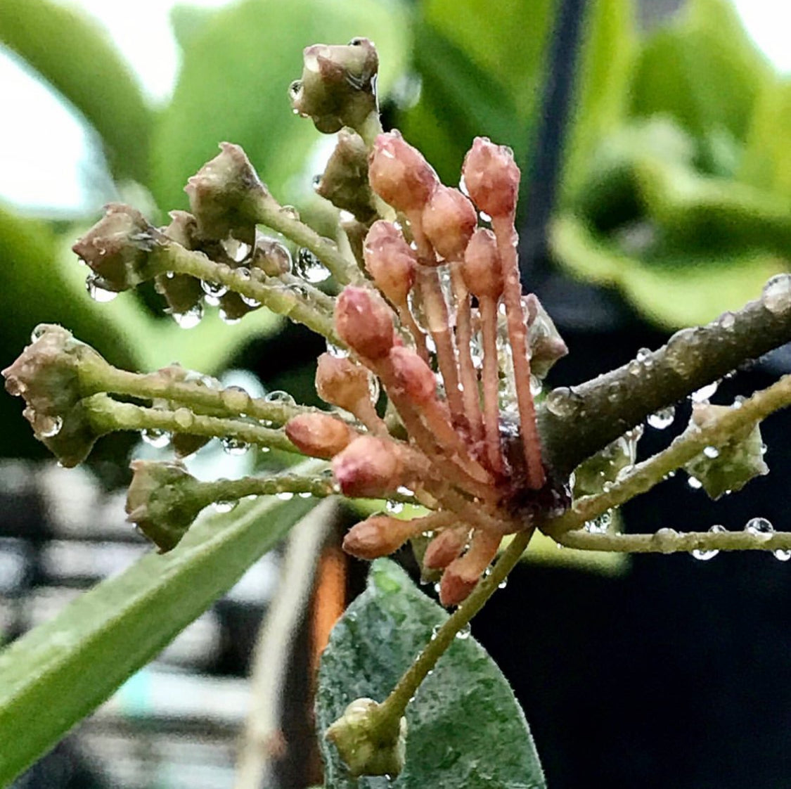 Hoya species 'Pink' H193