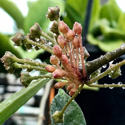 Hoya species 'Pink' H193
