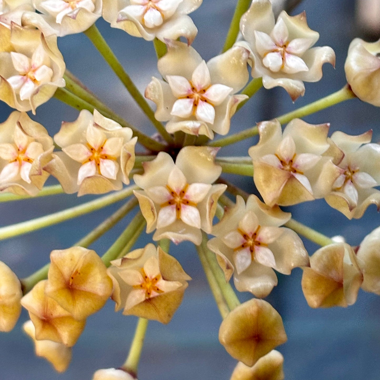 Hoya loyceandrewsiana H153