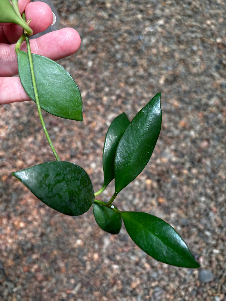 Hoya micrantha Thailand IML 1442 H243